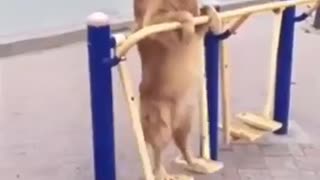 Dog having fun