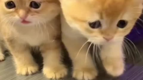 cute kittens play | play full momento