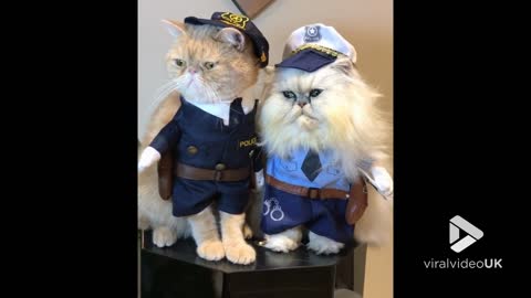 Cat Police on Patrol