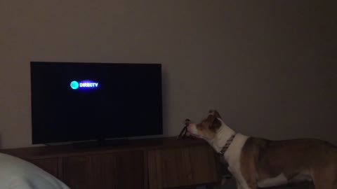Dog barks at directtv icon on tv