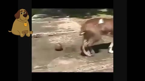 Funny dog in the water!