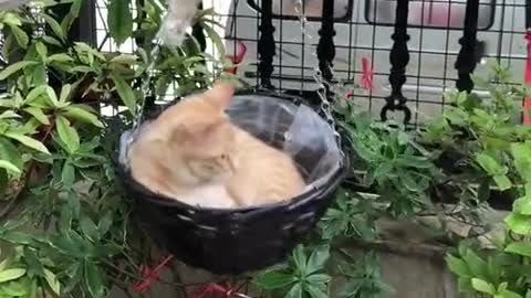 The Paradise Of Cats