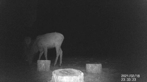 Deer Peering Out From the Darkness!