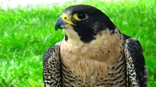 Peregrine Falcon