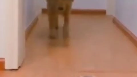 Funny Dog Fail Video #shorts