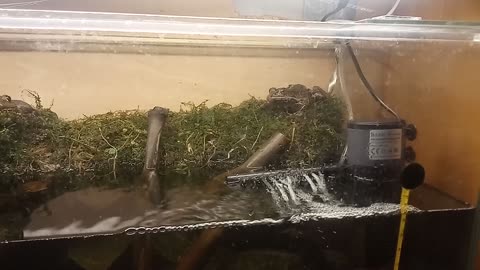 aquarium with frogs