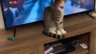My Cat like tv