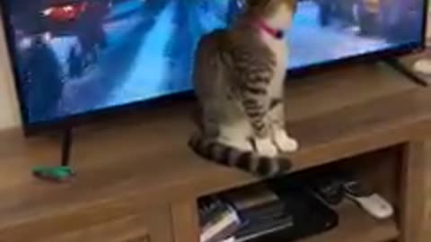 My Cat like tv