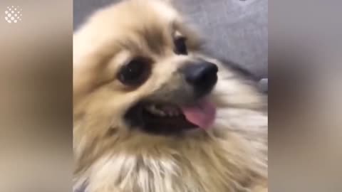 Pooch uncontrollably shakes head after sneezing