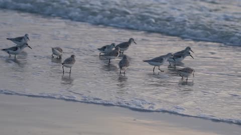 The Sanderling Dance