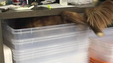 Crazy dog flattens out to fit into tiny space
