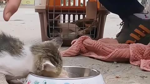 Kind passerby rescued mother cat and her kittens