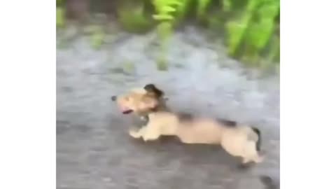 Funny pets 😄 dogs videos 2024 #funnydogs Road prank