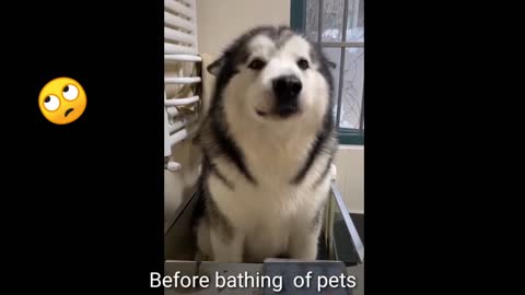 Before and after bathing pets