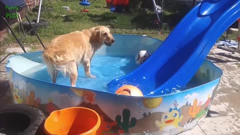 Funny Dogs on Slides Compilation 2016