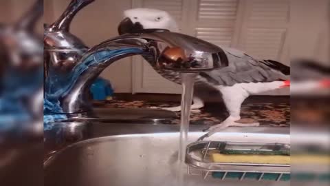 Watch the parrot how to open the water and drink