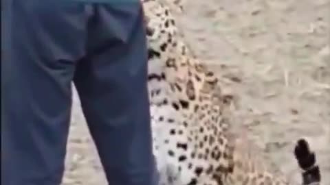 Farmer in India took a selfie with a leopard that entered his field..