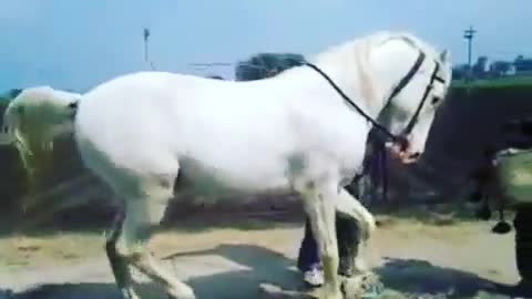 Watch this cute white horse dancing to African music