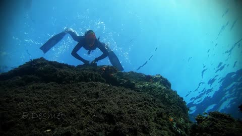 A Special Halloween Dive