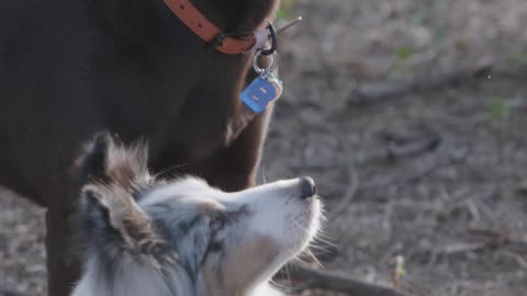 Feeding and petting my dogs