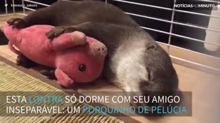 Lontra não dorme sem seu amigo inseparável: um porquinho de pelúcia