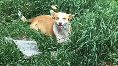Happy smiling dog
