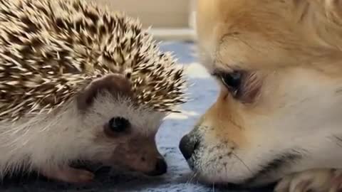 hedgehog play with puppy the eye game