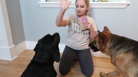 teaching my dog ​​tricks