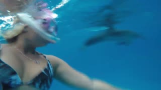 Swimming with wild dolphins