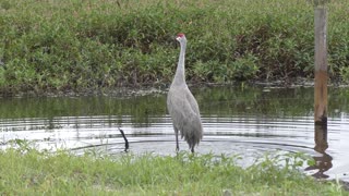 Sandhill Crane and anhinga fight