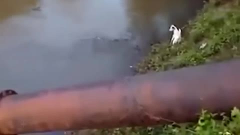 when a crocodile attack a dog from river | animal | wild creature