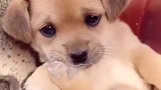 Cute baby animals Videos Compilation cute moment of the animals - Cutest Animals On Earth