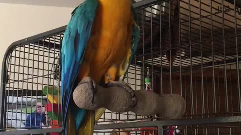 Charley blue and gold macaw trying to get owners attention that is outside the door.