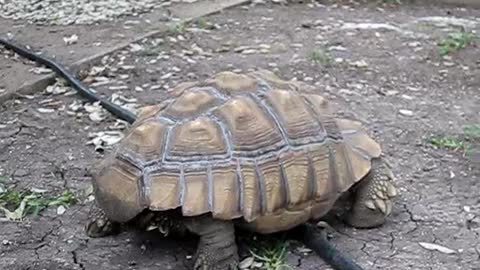 African Spur Tortoise