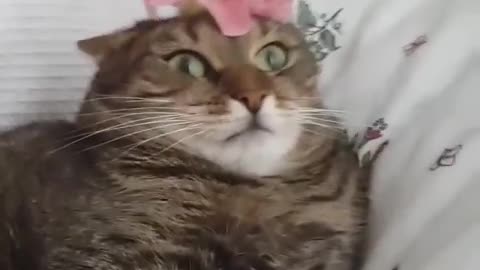 cat loves flower