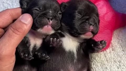 Cute black puppies 😍
