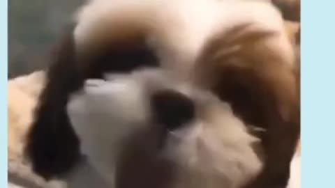 THE CUTE CUTEST PET VIDEO 5