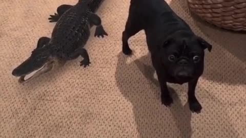 Dog Vs Crocodile