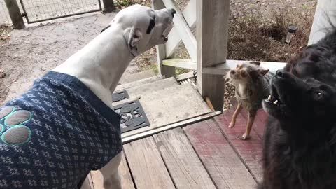 Pack Of Dogs Howl In Unison Responding To Train Horn