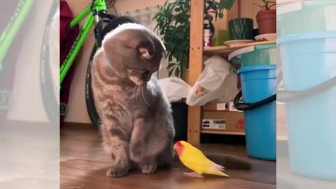 Cat vs parrot