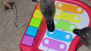 Ducklings Playing with Toy Piano in Quack Minor