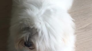 Fluffy White Dogyy