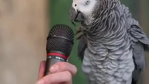 gray parrot talking funny bird