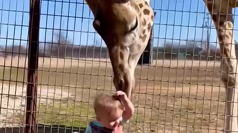 Giraffe gives cute baby smooches