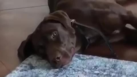 Lab surprises mom with the sweetest smile