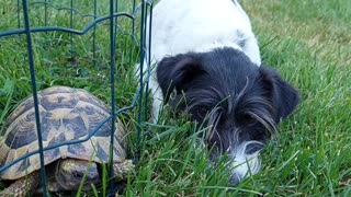 Dog meets turtle for the first time