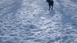 Dog scared of snowman