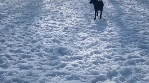 Dog scared of snowman