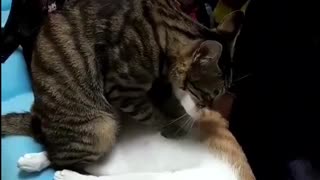 Cat Gives a Paw Massage