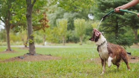 dog cute videos funny playing garden